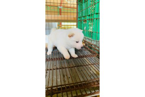 成約済の茨城県の柴犬-134263の1枚目