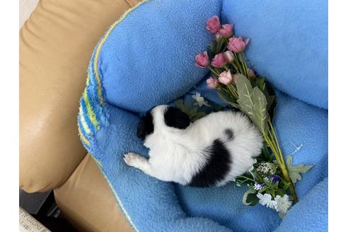 成約済の栃木県のチワワ(ロングコート)-134294の2枚目