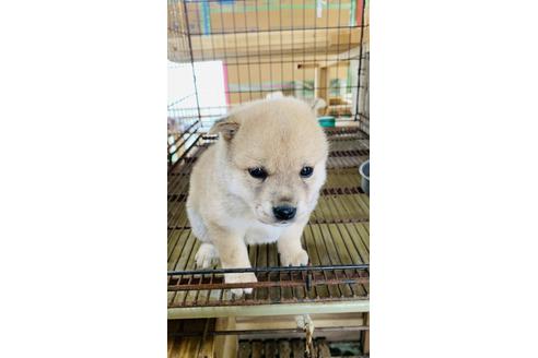 成約済の茨城県の柴犬-132813の1枚目