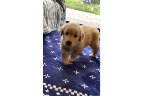 成約済の石川県のゴールデンレトリーバー-134327の1枚目