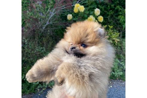 成約済の福岡県のポメラニアン-132040の3枚目