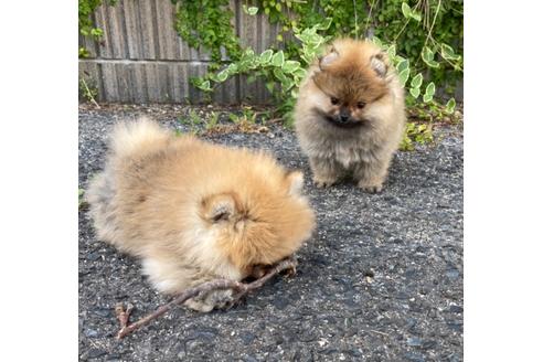 成約済の福岡県のポメラニアン-132040