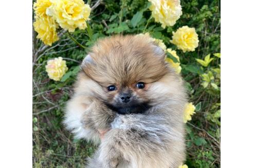 成約済の福岡県のポメラニアン-132040の2枚目