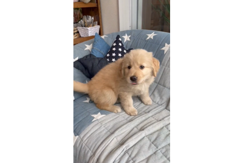 成約済の石川県のゴールデンレトリーバー-134407の1枚目