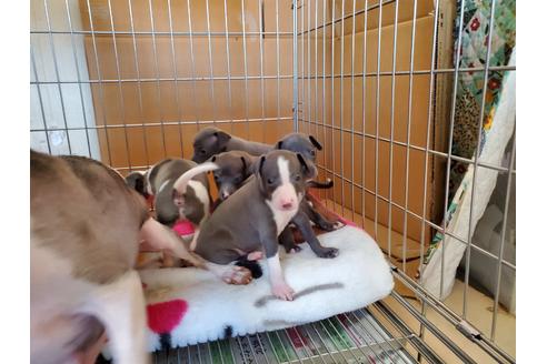 成約済の愛知県のイタリアングレーハウンド(イタグレ)-133211の5枚目