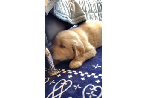 成約済の石川県のゴールデンレトリーバー-134410
