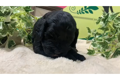 栃木県のキャバプー 男の子 21 04 06生まれ 真っ黒ちゃんです 子犬id ブリーダーナビ