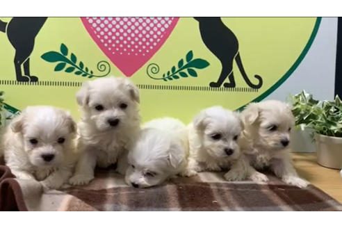 成約済の栃木県のマルチーズ-134430の1枚目