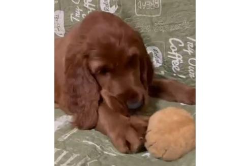 奈良県のアイリッシュセッター 男の子 21 03 08生まれ 優しいパパママお待ちしております 子犬id ブリーダーナビ