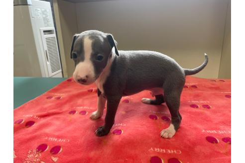 成約済の愛知県のイタリアングレーハウンド(イタグレ)-133211の2枚目