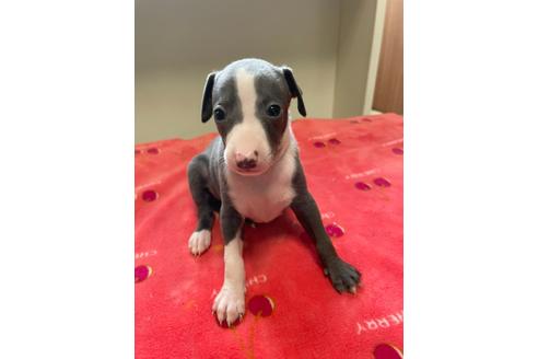 成約済の愛知県のイタリアングレーハウンド(イタグレ)-133211の3枚目
