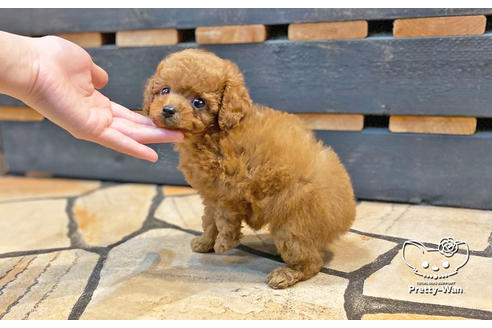成約済の愛知県のタイニープードル-134475の5枚目