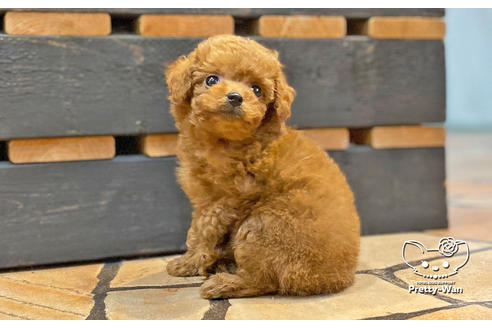 成約済の愛知県のタイニープードル-134475の4枚目