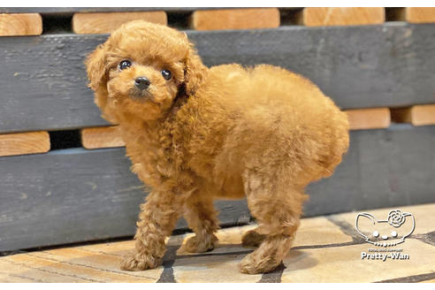 成約済の愛知県のタイニープードル-134475の2枚目