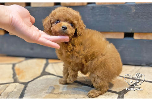 成約済の愛知県のタイニープードル-134475の3枚目