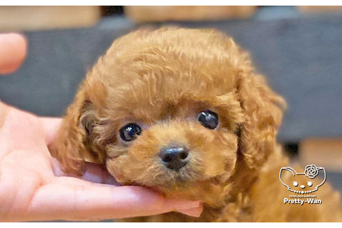 成約済の愛知県のタイニープードル-134475の1枚目