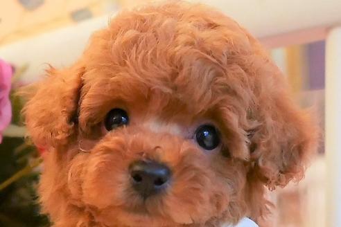 成約済の大阪府のトイプードル-134518の1枚目