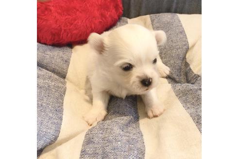 成約済の埼玉県のチワワ(ロングコート)-134553の2枚目