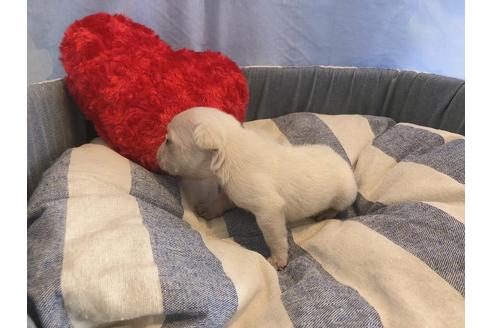 成約済の埼玉県のフレンチブルドッグ-132592の2枚目