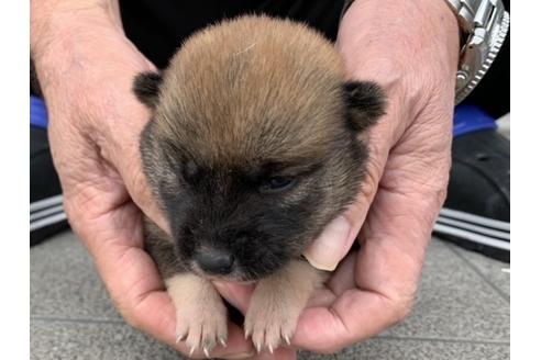 成約済の長崎県の柴犬-134564の1枚目