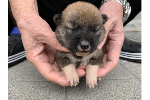 成約済の長崎県の柴犬-134564の5枚目