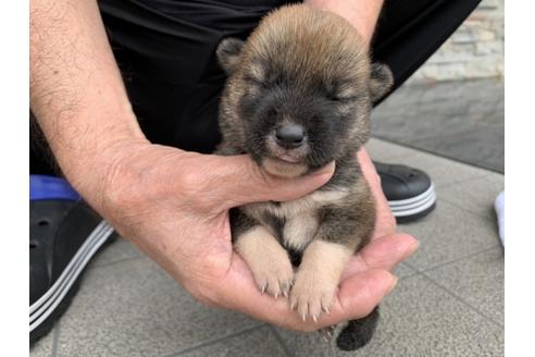 成約済の長崎県の柴犬-134564の3枚目