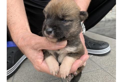 成約済の長崎県の柴犬-134564の2枚目
