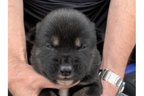 成約済の長崎県の柴犬-134568の1枚目