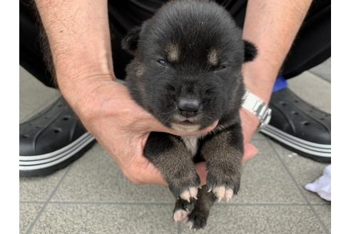 成約済の長崎県の柴犬-134568の5枚目