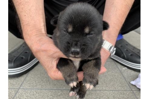 成約済の長崎県の柴犬-134568の3枚目