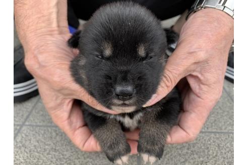 成約済の長崎県の柴犬-134568の2枚目