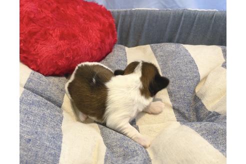 成約済の埼玉県のシーズー-134569の2枚目