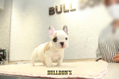 成約済の東京都のフレンチブルドッグ-134581の1枚目