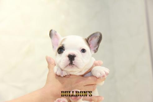 成約済の東京都のフレンチブルドッグ-134581の7枚目
