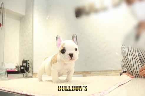 成約済の東京都のフレンチブルドッグ-134581の3枚目