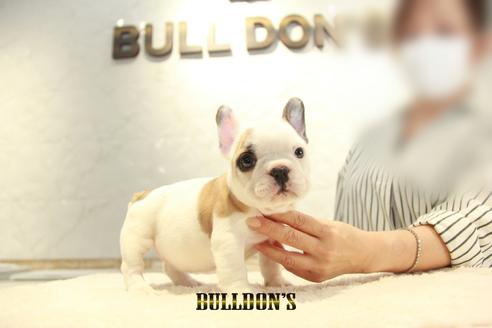 成約済の東京都のフレンチブルドッグ-134581の2枚目