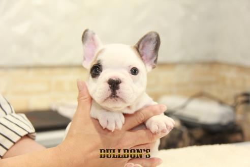 成約済の東京都のフレンチブルドッグ-134581の5枚目