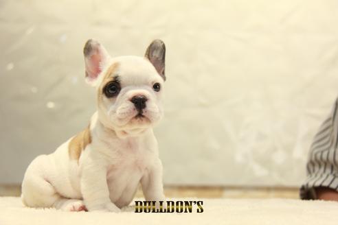 成約済の東京都のフレンチブルドッグ-134581の6枚目