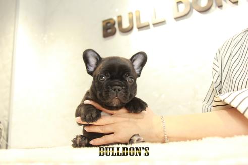成約済の東京都のフレンチブルドッグ-134585の6枚目