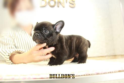 成約済の東京都のフレンチブルドッグ-134585の7枚目