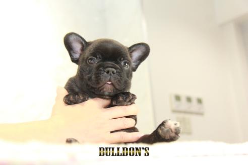 成約済の東京都のフレンチブルドッグ-134585の8枚目