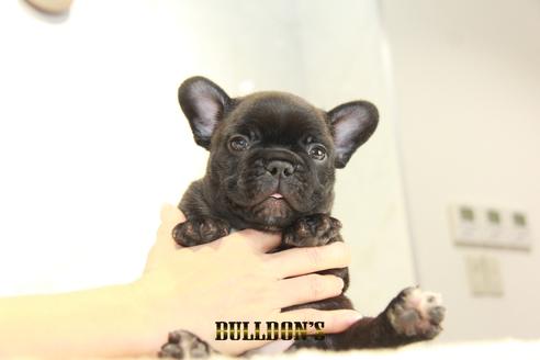 成約済の東京都のフレンチブルドッグ-134585