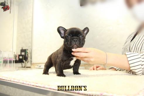 成約済の東京都のフレンチブルドッグ-134585の3枚目