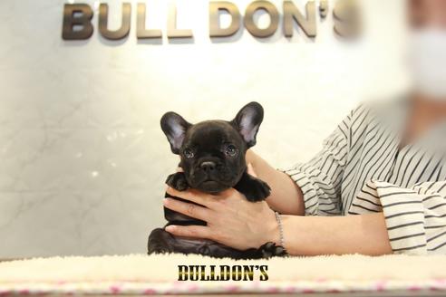 成約済の東京都のフレンチブルドッグ-134585の4枚目