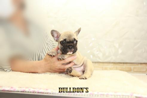 成約済の東京都のフレンチブルドッグ-134587の2枚目