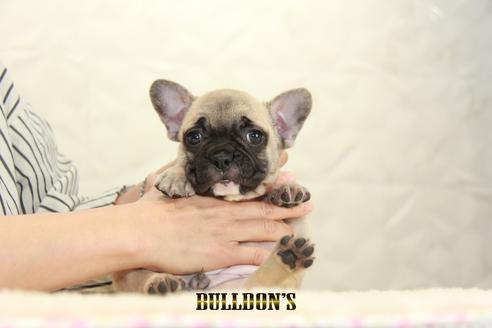 成約済の東京都のフレンチブルドッグ-134587の4枚目