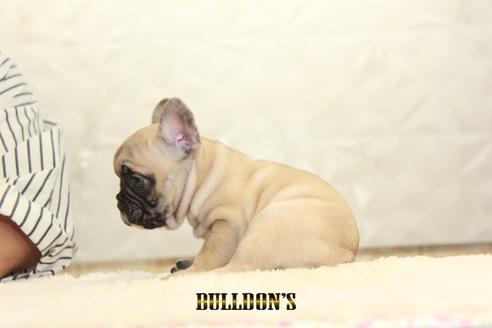 成約済の東京都のフレンチブルドッグ-134587の5枚目