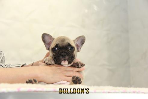 成約済の東京都のフレンチブルドッグ-134587の1枚目