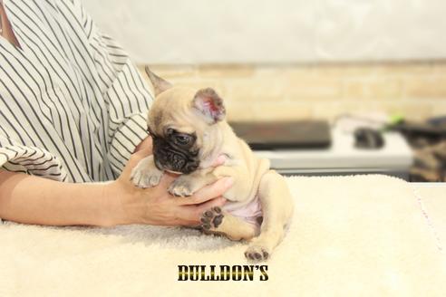 成約済の東京都のフレンチブルドッグ-134587の6枚目