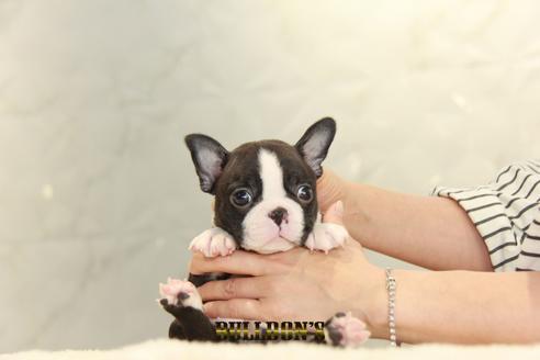 成約済の東京都のボストンテリア-134590の6枚目